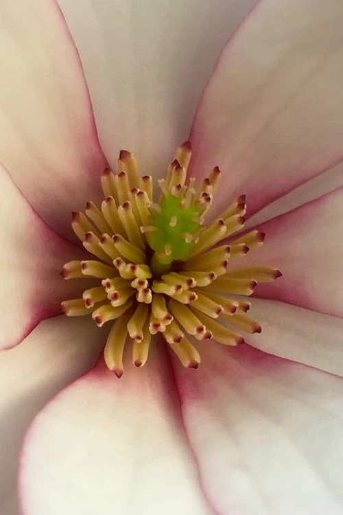 Fairy Blush Magnolia - 3 Gallon Pot - Image 5