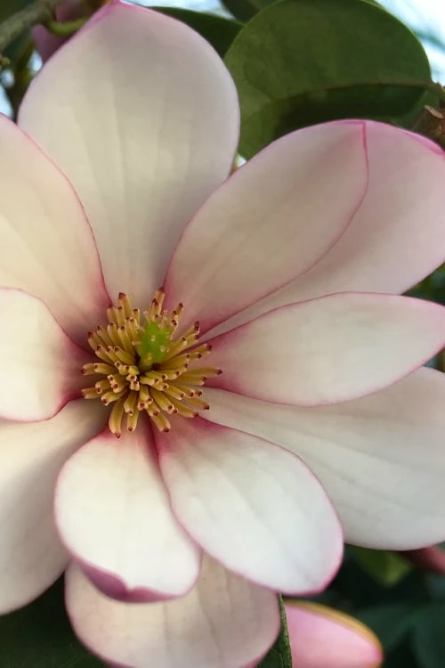 Fairy Blush Magnolia - 3 Gallon Pot