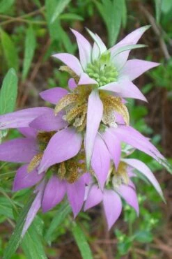 Beebop Bee Balm (Monarda Punctata) - 5 Pack Of Quart Pots