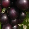 Jumbo Black Muscadine Grape Vine - 1 Gallon Pot