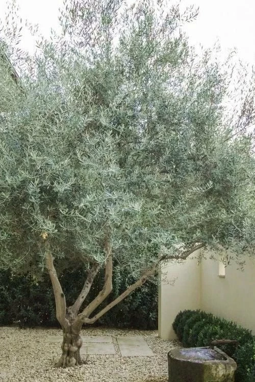 Arbequina Olive Tree - 1 Gallon Pot - Image 4
