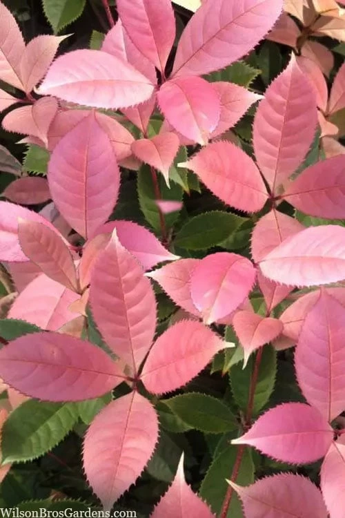 Noble Lady Tea Olive - 2 Gallon Pot