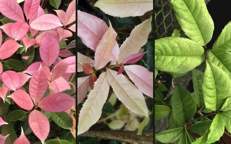 Noble Lady Tea Olive - 2 Gallon Pot - Image 4