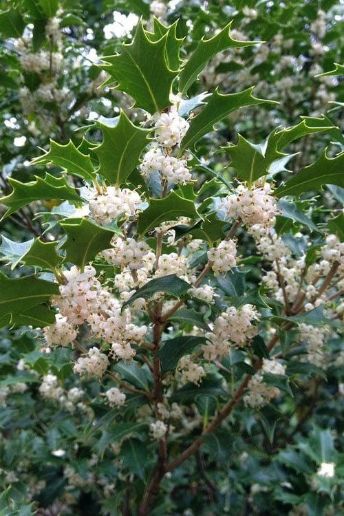 Gulftide Hardy Tea Olive (Osmanthus) - 7 Gallon Pot (5-6') - Image 6