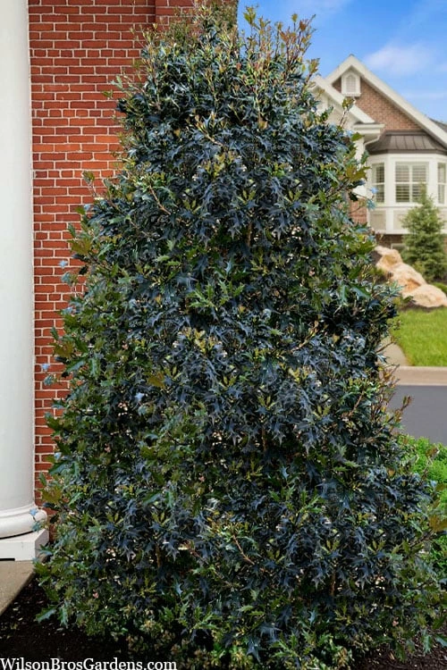 Gulftide Hardy Tea Olive (Osmanthus) - 7 Gallon Pot (5-6') - Image 4