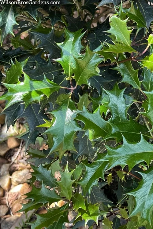 Gulftide Hardy Tea Olive (Osmanthus) - 7 Gallon Pot (5-6') - Image 5