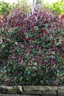Purple Leaf Tea Olive (Osmanthus Heterophyllus 'Purpurea') - 1 Gallon Pot