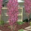 Corinthian Flowering Peach Tree - 3 Gallon Pot (4-5')