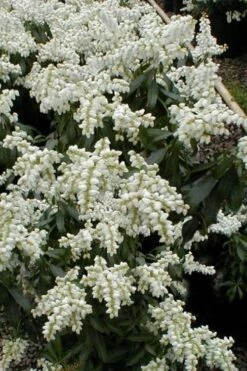 Southern Lady Pieris - 3 Gallon Pot