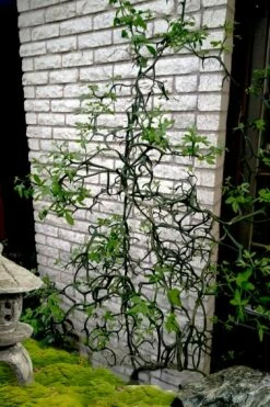 Flying Dragon Hardy Orange Tree - 7 Gallon Pot (5-6') (COPY)