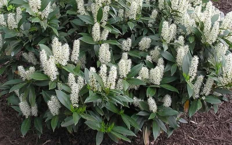 Zabel Laurel (Prunus Laurocersasus 'Zabeliana') - 6 Pack Of 1 Gallon Pots - Image 5