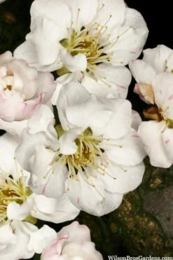 Fragrant Snow Japanese Flowering Apricot (Prunus Mume) - 2 Gallon Pot