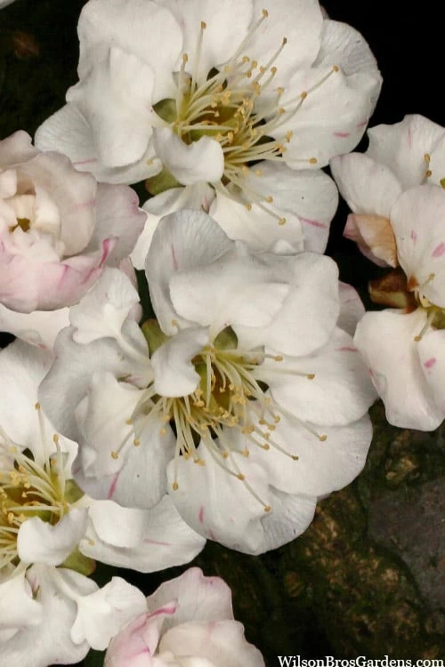 Fragrant Snow Japanese Flowering Apricot (Prunus Mume) - 3 Gallon Pot - Image 6