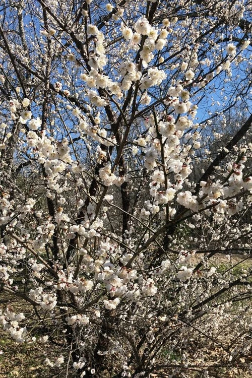 Fragrant Snow Japanese Flowering Apricot (Prunus Mume) - 3 Gallon Pot - Image 5