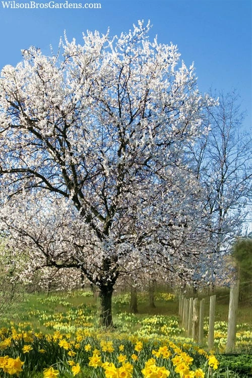 Fragrant Snow Japanese Flowering Apricot (Prunus Mume) - 3 Gallon Pot - Image 4