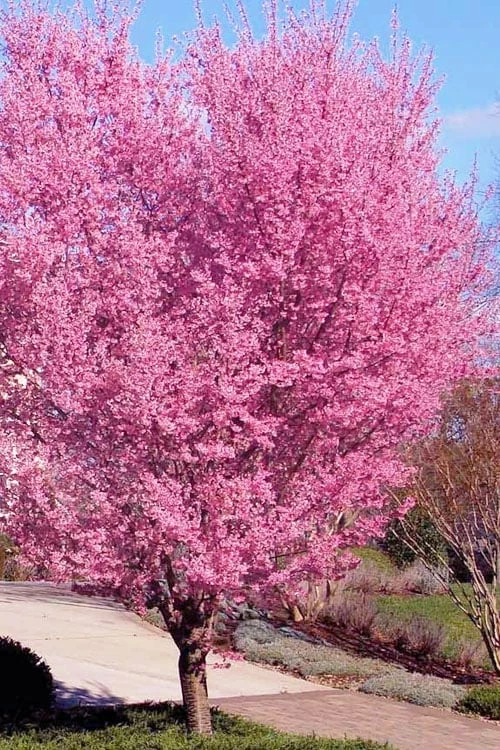 Okame Pink Flowering Cherry Tree - 5 Gallon Pot
