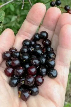 Wild Black Cherry Tree - 3 Gallon Pot