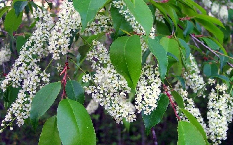 Wild Black Cherry Tree - 3 Gallon Pot - Image 8