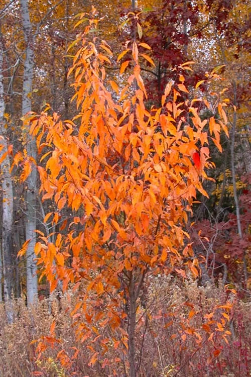 Wild Black Cherry Tree - 3 Gallon Pot - Image 9