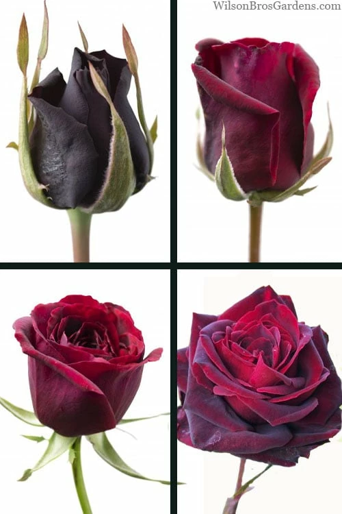 Crimson Knight Brindabella Rose - 2 Gallon Pot - Image 4