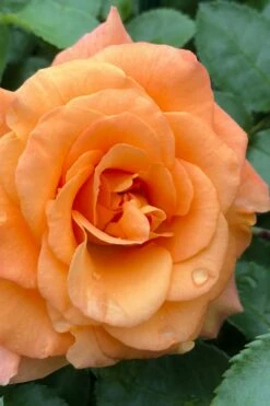 Sunorita Rose - 2 Gallon Pot