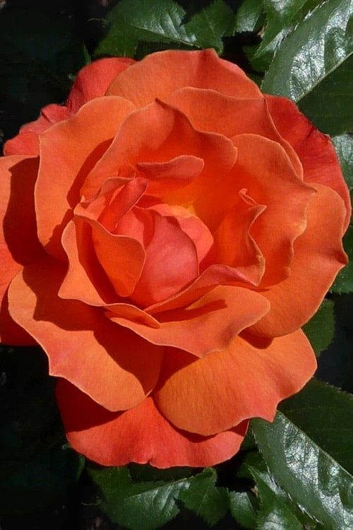 Livin Easy Rose - 3 Gallon Pot