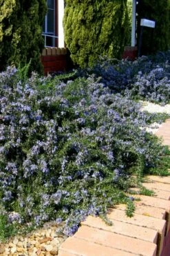 Blue Lagoon Rosemary - 6 Pack Of Pint Pots