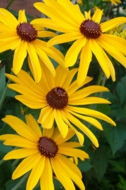 Sweet Coneflower (Rudbeckia Subtomentosa) - 6 Pack Of 1 Gallon Pots