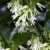 Fragrant Sweet Box (Sarcococca Ruscifolia) - 3 Gallon Pot