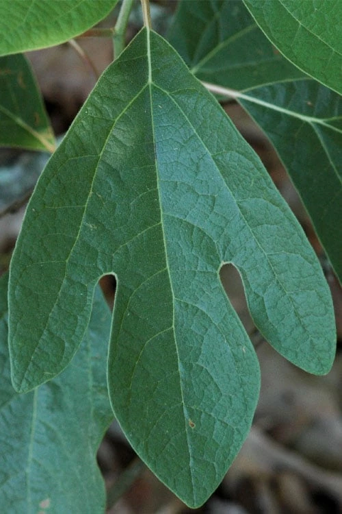 Sassafras Tree (Sassafras Albidium) - 3 Gallon Pot - Image 10