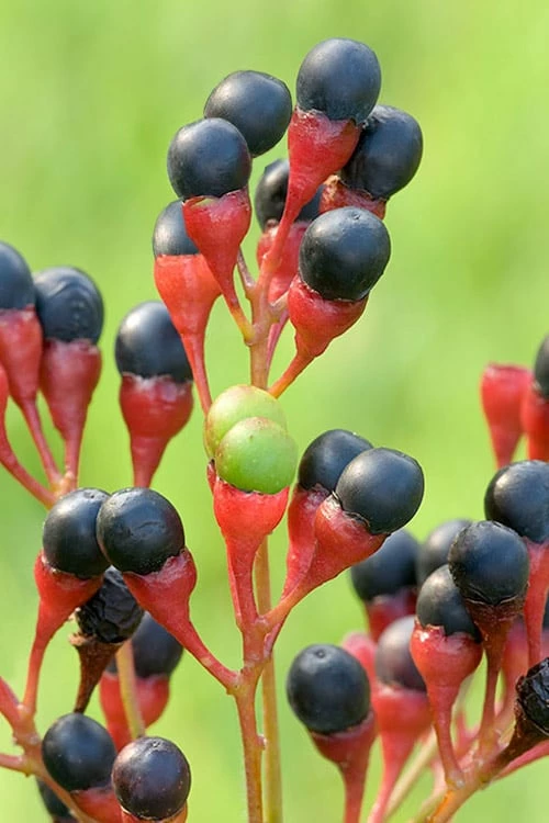 Sassafras Tree (Sassafras Albidium) - 3 Gallon Pot - Image 5