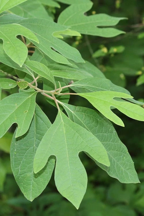 Sassafras Tree (Sassafras Albidium) - 3 Gallon Pot - Image 9