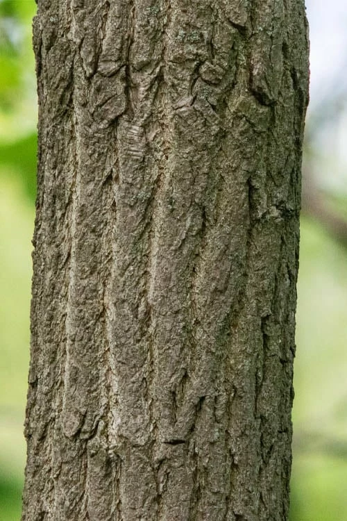 Sassafras Tree (Sassafras Albidium) - 3 Gallon Pot - Image 11