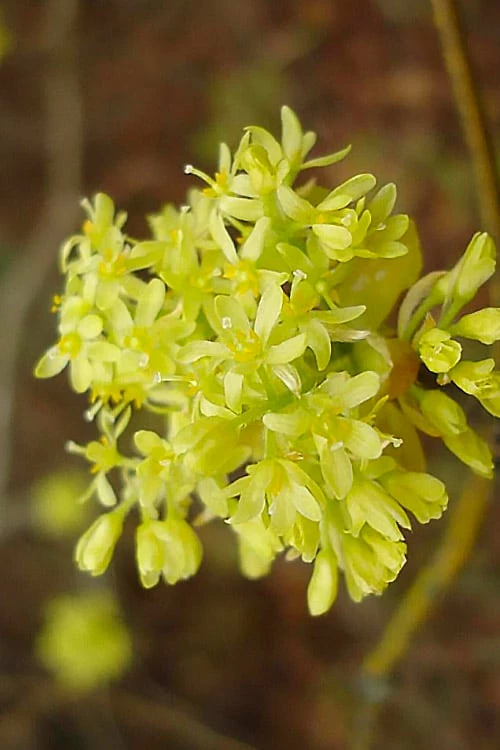 Sassafras Tree (Sassafras Albidium) - 3 Gallon Pot - Image 4