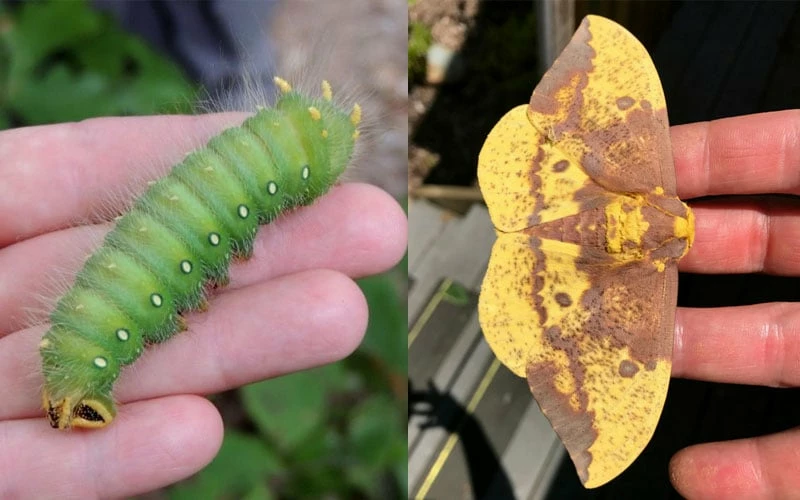 Sassafras Tree (Sassafras Albidium) - 3 Gallon Pot - Image 12