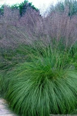 Prairie Dropseed Grass (Sporobolis Heterolepis) - 8 Pack Of 1 Gallon Pots