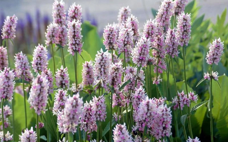 Summer Crush Betony (Stachys) - 1 Gallon Pot - Image 5