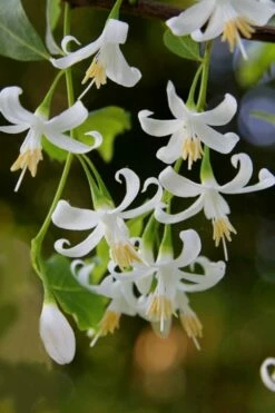 American Snowbell Tree (Styrax Americanus) - 1 Gallon Pot