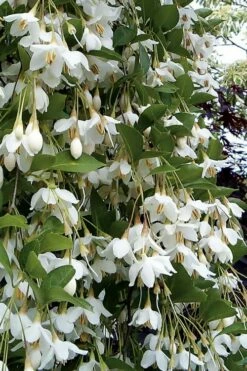 Fragrant Fountain Weeping Japanese Snowbell Tree - 7 Gallon Pot