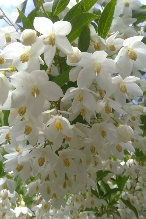 Japanese Snowbell Tree (Styrax) - 5 Gallon Pot - Image 8