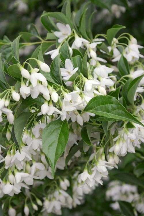 Japanese Snowbell Tree (Styrax) - 5 Gallon Pot - Image 7