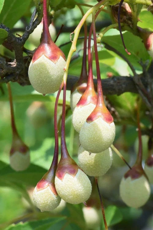 Japanese Snowbell Tree (Styrax) - 5 Gallon Pot - Image 6