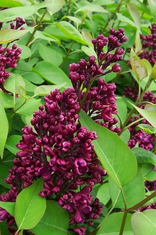 Monge French Lilac (Syringa) - 3 Gallon Pot - Image 5