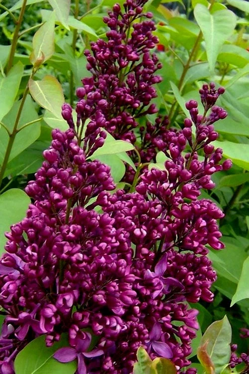 Monge French Lilac (Syringa) - 3 Gallon Pot - Image 4