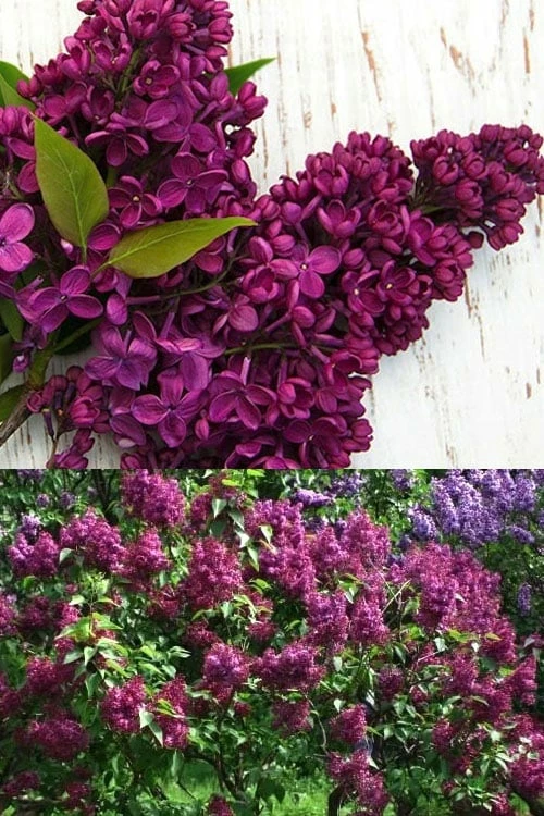 Monge French Lilac (Syringa) - 3 Gallon Pot - Image 3