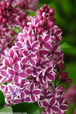 Sensation French Lilac (Syringa) - 3 Gallon Pot
