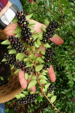 Evergreen Huckleberry (Vaccinium Ovatum) - 1 Gallon Pot