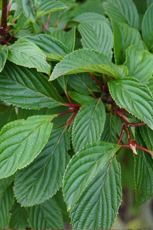 Pink Dawn Fragrant Viburnum - 1 Gallon Pot - Image 11
