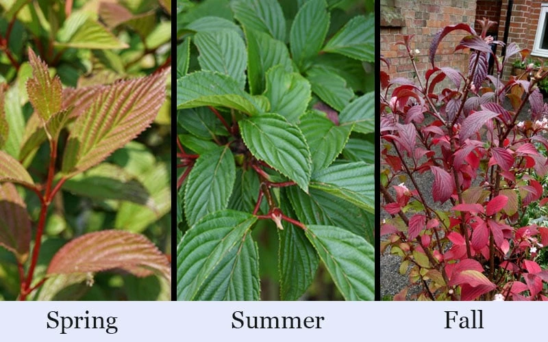 Pink Dawn Fragrant Viburnum - 1 Gallon Pot - Image 7