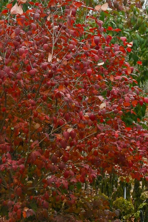 Spice Girl Koreanspice Viburnum - 1 Gallon Pot - Image 7